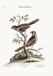Der kleinste Würger, 1749-73